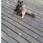 anne kedi