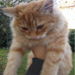 sarı kedi